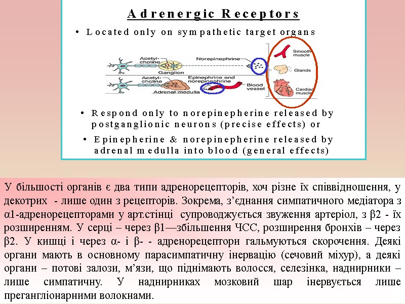 У більшості органів є два типи адренорецепторів, хоч різне їх співвідношення, у декотрих 